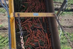 carrots2