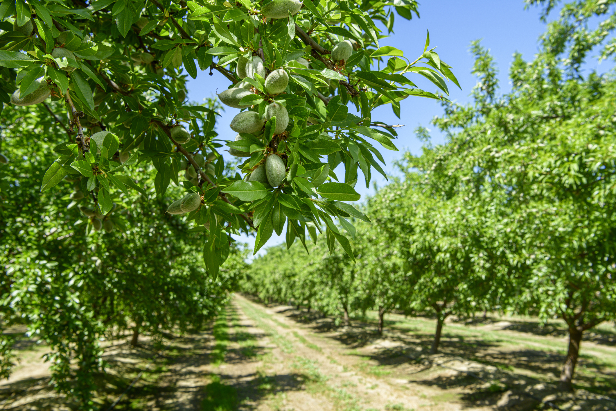 crop and agriculture coverage information