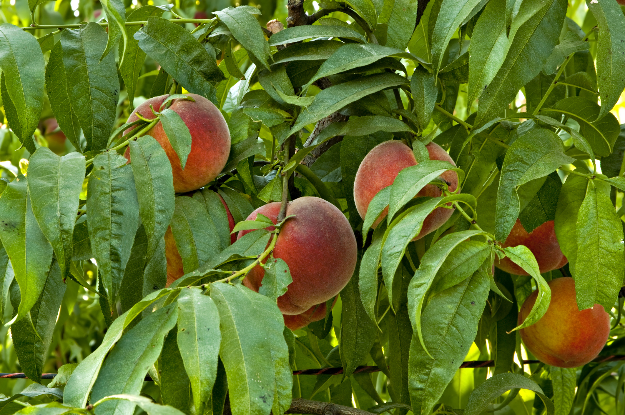 ripening stone fruit